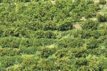 Picking mikan here is hard work but a monorail helps to transport boxes to the road