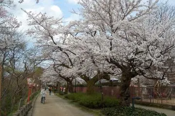 Takaoka Castle Park Sakura Festival