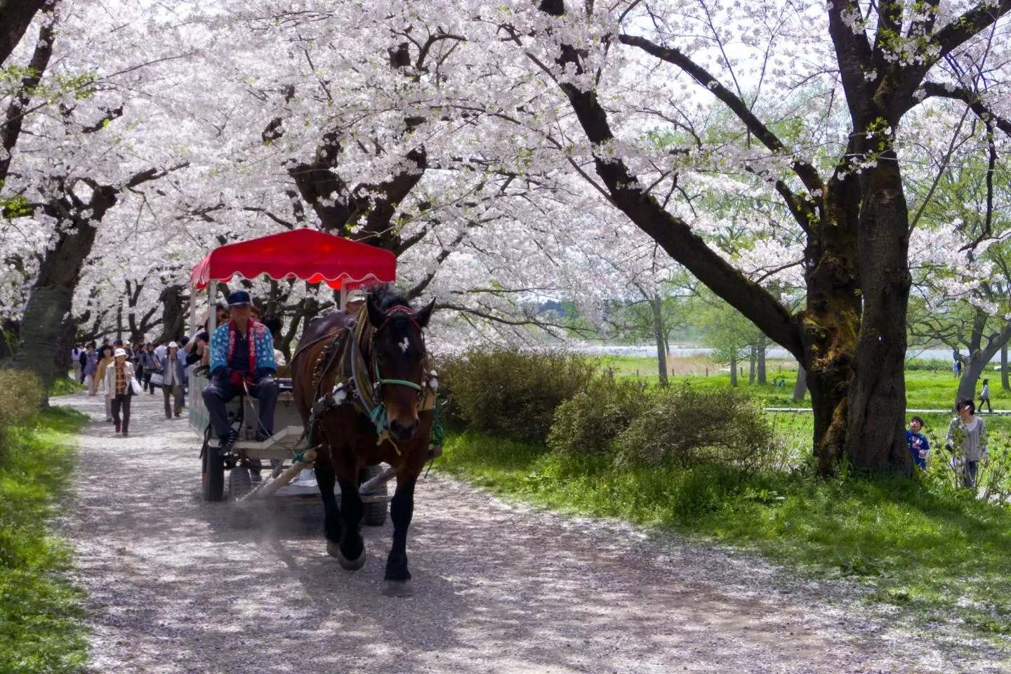Kitakami Tenshochi Sakura Festival 2026
