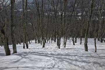 The first part of the climb through a forest
