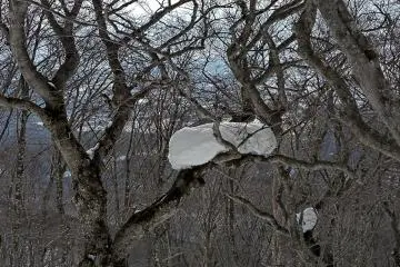Nature creates lovely designs in winter