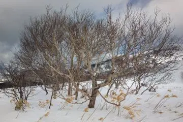 Nice trees all around