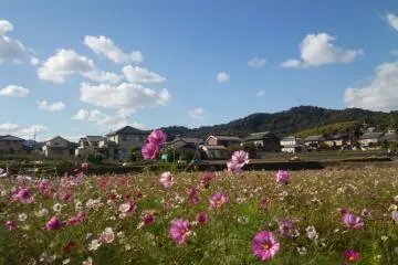 Cosmos Season at Kinryu Park 2026