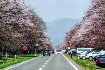 Shizunai Cherry Blossom Festival 2026