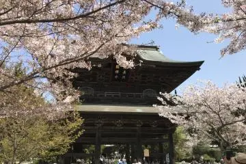 Kencho-ji during cherry blossom season