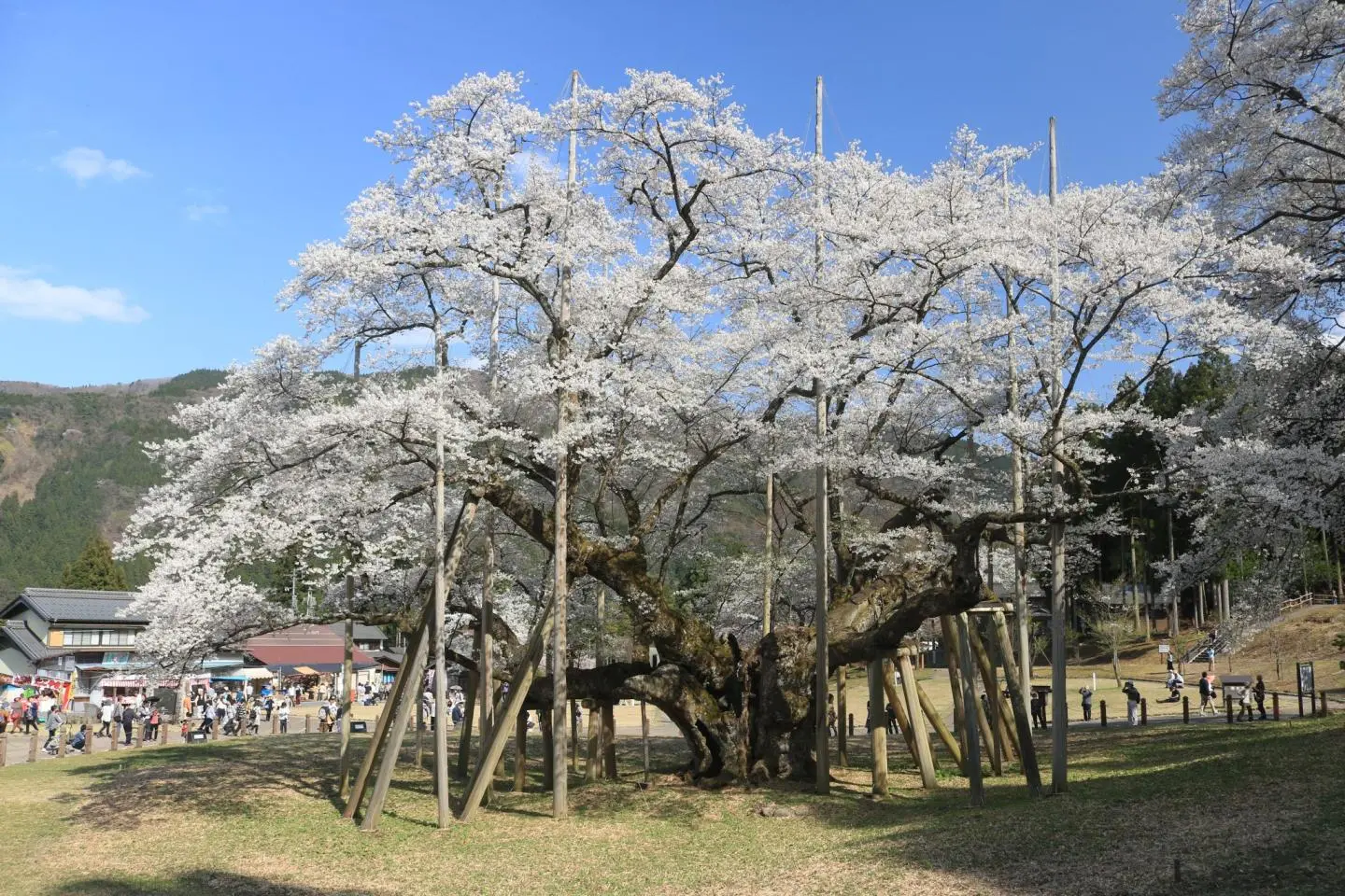 Sakura Season at Usuzumi Park