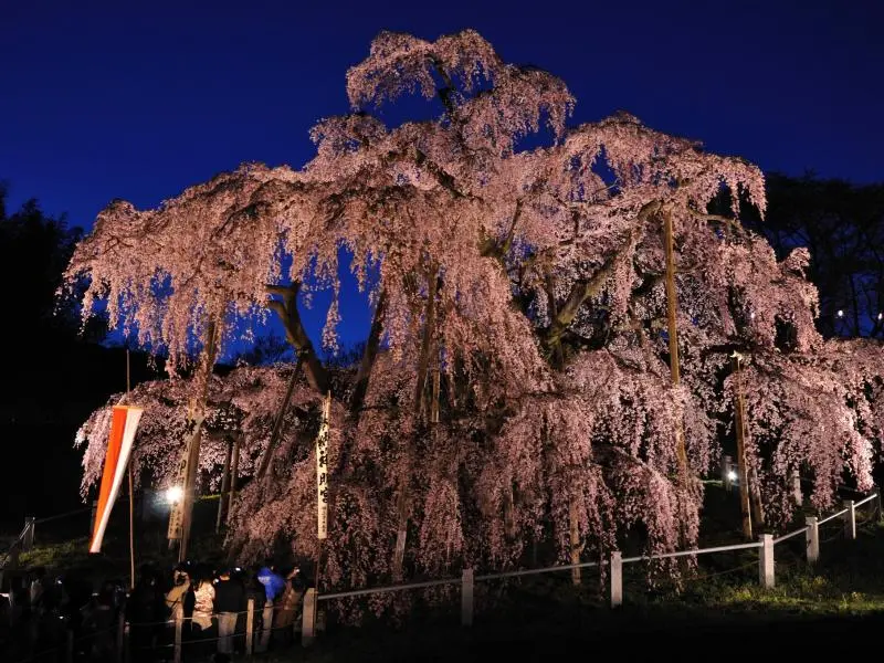 Japan's Five Great Cherry Blossoms - Japan Travel