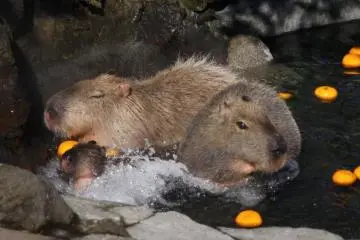 Capybara Onsen at Suzaka City Zoo 2026-2027