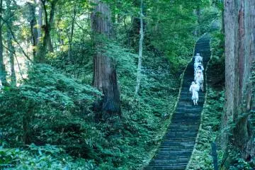 Yamabushi climbing Mount Haguro