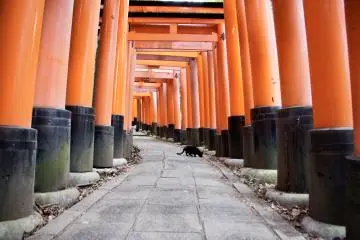 Is that Jiji? Fushimi Inari Taisha