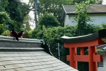 A raven watches over this torii at Enoshima island