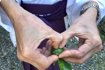 The shrine priest shows us a fruit from the Tachibana tree. 