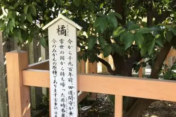 An ancestor of the original Tachibana tree