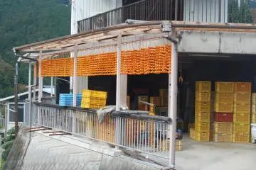 Here is another workshop where persimmon are peeled. 