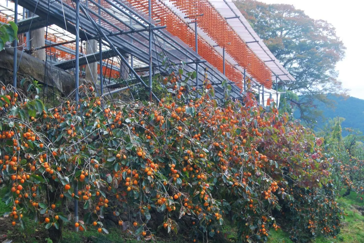 Fresh and dried persimmon are to be seen all around. 