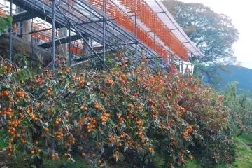 Fresh and dried persimmon are to be seen all around. 