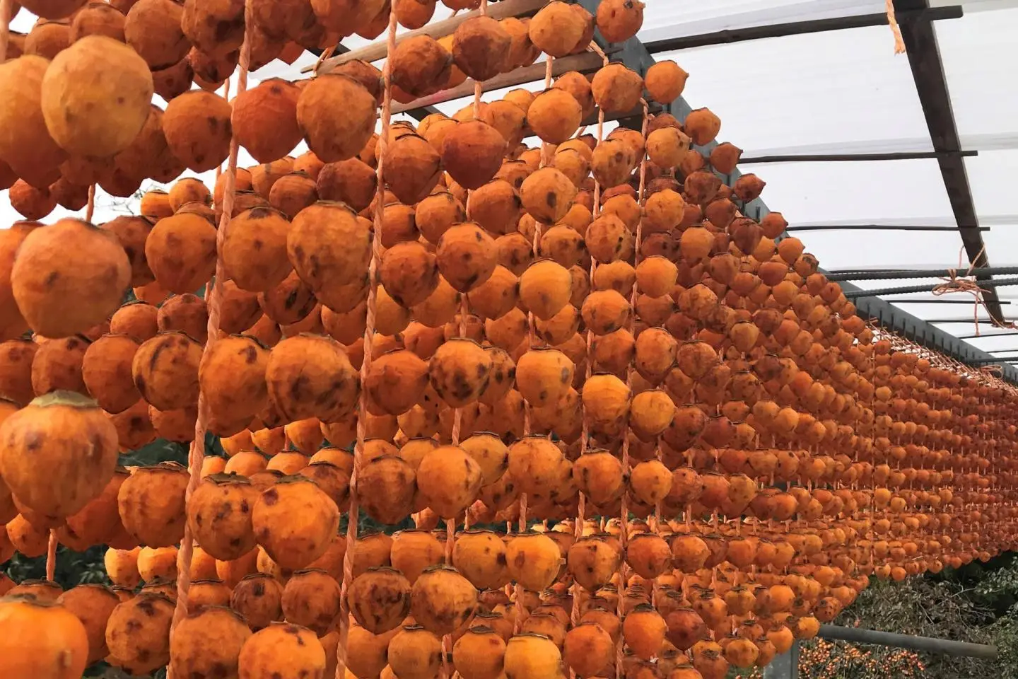The bright orange of the persimmon even brightens up a cloudy autumn day. 