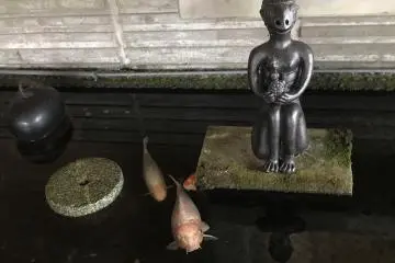 Search for mischievous Kappa. They are what Tono is famous for but there is much more to Tono!