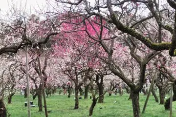Kairakuen Gardens