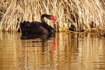 Black Swan Senba Park