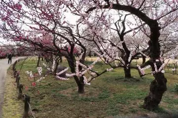 Senba Park Plum Trees