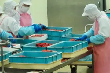 Processing Mentaiko