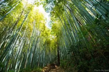 Hiyodorizaka bamboo path
