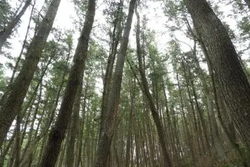 Photos along the Rikuzentaka section of the trail. 