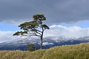Mountain view 