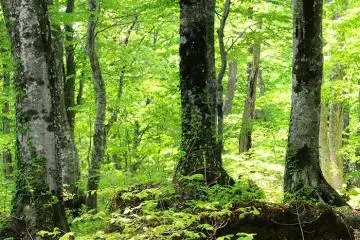 The sublime forests
