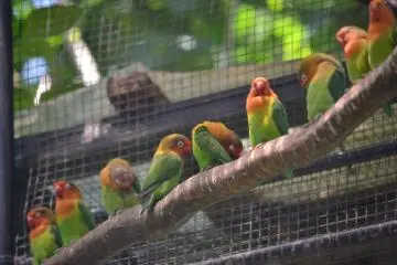 Birdlife abounds at Hamura Zoo