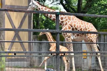 Giraffes are one of the zoo's star attractions