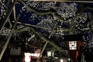 Enjoying the blossoms of many different types of sakura.