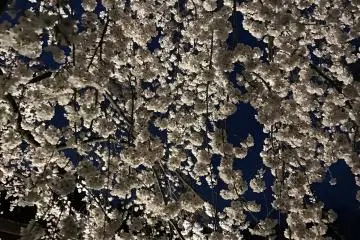 A sakura tree in full bloom. The blossoms look so heavy...