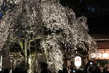 A weeping cherry in full bloom. 