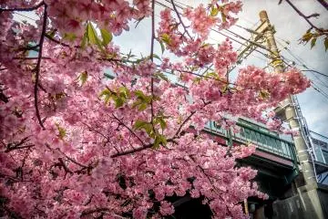 Over  a 1000 Kawazu Sakura trees line the streets