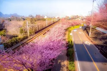 Close by to Komatsugaike Park you can enjoy a bird's eye view of the cherry blossoms