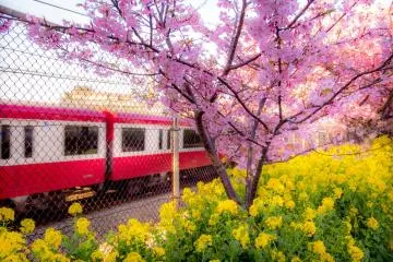 A Keikyu train passes by the colorful sights