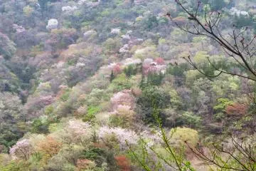 View from Hakone Tozan Train