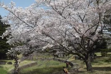 Cherry blossoms in the park