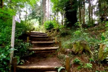 <p>A network of hiking trails meander through the forest around the temple.</p>