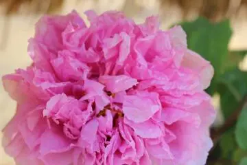 Peony flower at Higashimatsuyama Botanen 