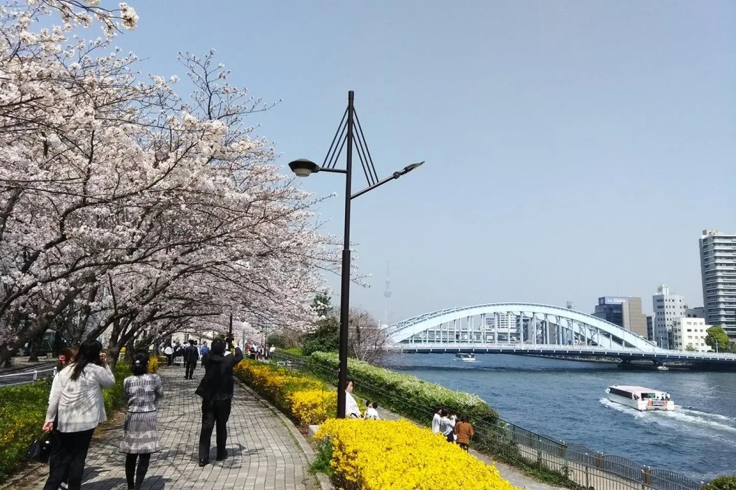 저작권:  Cherry blossoms (sakura) at Sumida river – nakashi  / CC BY-SA 2.0