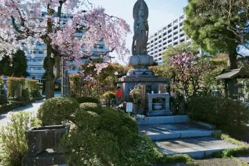 Rinko-in Temple with cherry blossom