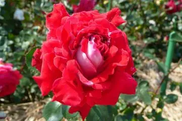 The Princess Kanoya rose variety