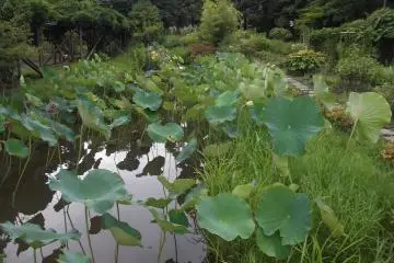 The herb garden