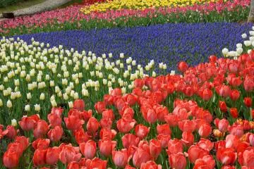 Showa Kinen Park, Tokyo (Photo: <a href="https://commons.wikimedia.org/wiki/File:%E6%98%AD%E5%92%8C%E8%A8%98%E5%BF%B5%E5%85%AC%E5%9C%92_%E3%83%81%E3%83%A5%E3%83%BC%E3%83%AA%E3%83%83%E3%83%97_-_panoramio_(7).jpg" target="_blank" rel="noreferrer noopener nofollow">Hotate Chan</a> / <a href="https://creativecommons.org/licenses/by-sa/3.0/deed.en" target="_blank" rel="noreferrer noopener nofollow">CC BY-SA 3.0</a>)