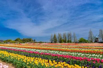 Akebonoyama Agricultural Park (Photo: <a href="https://commons.wikimedia.org/wiki/File:%E3%81%82%E3%81%91%E3%81%BC%E3%81%AE%E5%B1%B1%E8%BE%B2%E6%A5%AD%E5%85%AC%E5%9C%92%E3%81%AE%E3%83%81%E3%83%A5%E3%83%BC%E3%83%AA%E3%83%83%E3%83%9701.jpg" target="_blank" rel="noreferrer noopener nofollow">くろふね</a> / <a href="https://creativecommons.org/licenses/by-sa/4.0/deed.en" target="_blank" rel="noreferrer noopener nofollow">CC BY-SA 4.0</a>)