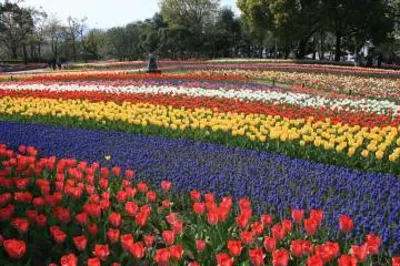 Kiso Sansen Park (Photo: <a href="https://commons.wikimedia.org/wiki/File:Tulip_in_Kiso_Sansen_National_Government_Park.jpg" target="_blank" rel="noreferrer noopener nofollow">Alpsdake</a> / <a href="https://creativecommons.org/licenses/by-sa/3.0/deed.en" target="_blank" rel="noreferrer noopener nofollow">CC BY-SA 3.0</a>)