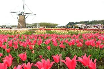 Sakura City, Chiba (Photo: <a href="https://www.flickr.com/photos/nakaosodanshitsu/37132570801" target="_blank" rel="noreferrer noopener nofollow">Nakao Sodanshitsu</a> / <a href="https://creativecommons.org/licenses/by/2.0/" target="_blank" rel="noreferrer noopener nofollow">CC BY 2.0</a>)